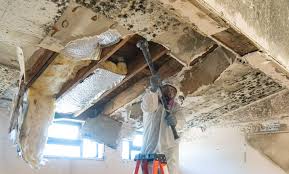 Professional Mold Removal in South Zanesville, OH